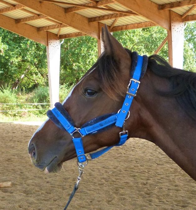 A vendre Paint Horse 2 ans Hongre